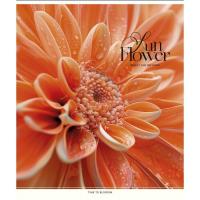 Зошит Школярик Sun Flower 60 аркушів клітинка Фото