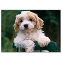 Пазл Melissa&Doug Щенки, 30 элементов Фото 1