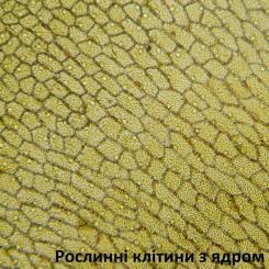 Микроскоп Bresser Biolux LCD Touch 5MP HDMI 30x-1200x (5201020) Фото 5