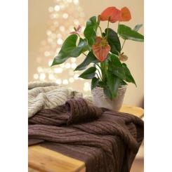 Плед Прованс Soft косы Лате 220х240 см Фото 2