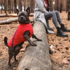 Жилет для животных Pet Fashion "E.Vest" M красный Фото 3