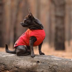 Жилет для животных Pet Fashion "E.Vest" M красный Фото 4