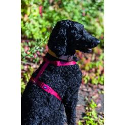 Шлей для собак Trixie Premium S-M красная Фото 2