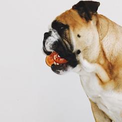 Игрушка для собак Bionic Кость оранжевая 12 см Фото 2