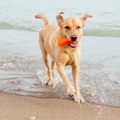 Игрушка для собак Bionic Кость оранжевая 12 см Фото 3