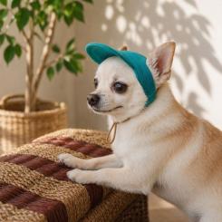 Кепка для животных Pet Fashion Topaz ХL Фото 4
