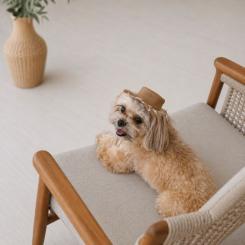 Кепка для животных Pet Fashion Print М Фото 5