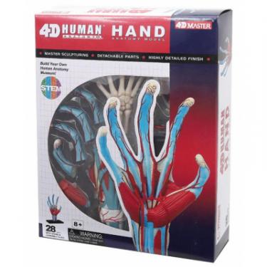 Пазл 4D Master Объемная анатомическая модель Рука человека Фото