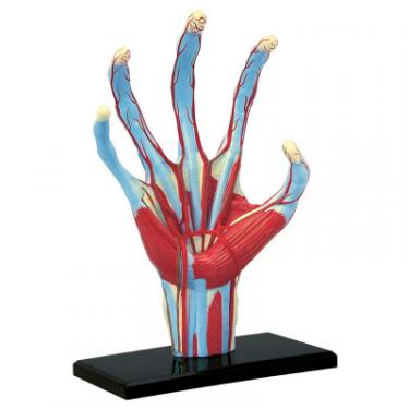 Пазл 4D Master Объемная анатомическая модель Рука человека Фото 1